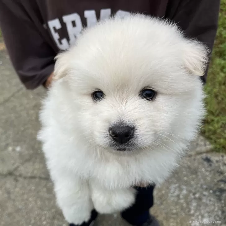 ID:2409-02060の子犬
