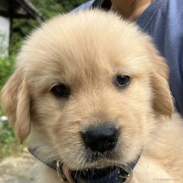 かぐやのひめこ 様のお迎えした子犬