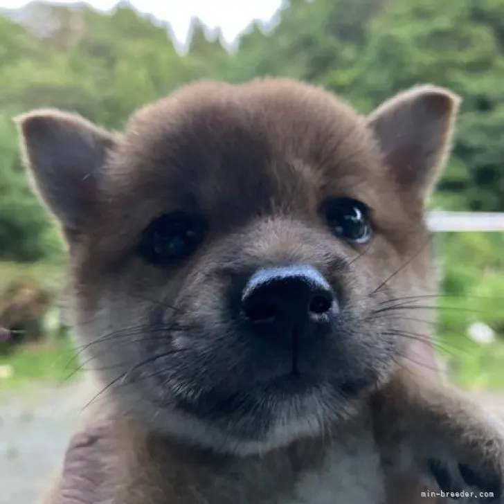 ID:2307-00667の子犬