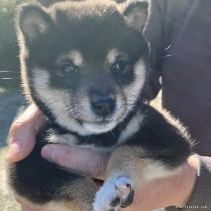 ID:2301-04350の子犬