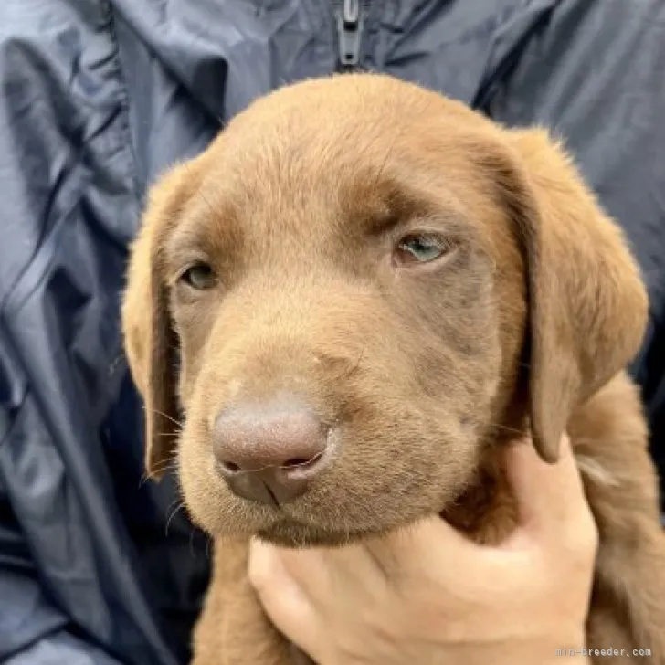 ID:2306-01972の子犬