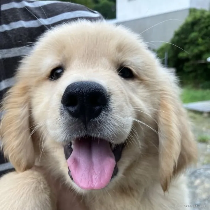 ID：2308-04089の子犬