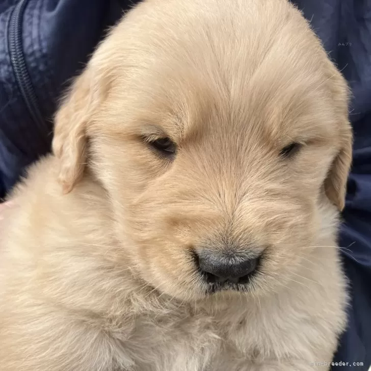 ID:2403-03796の子犬