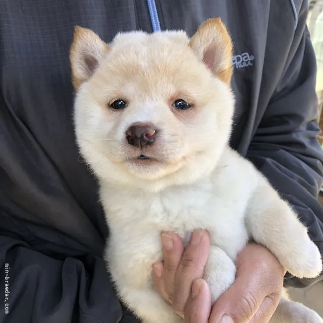 ID:2203-00895の子犬