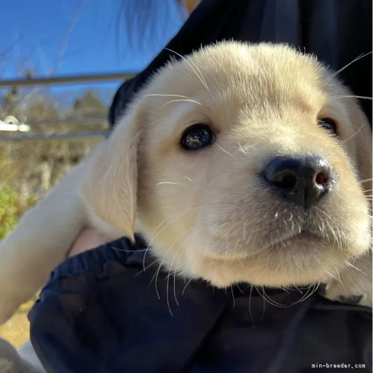 H.H 様のお迎えした子犬