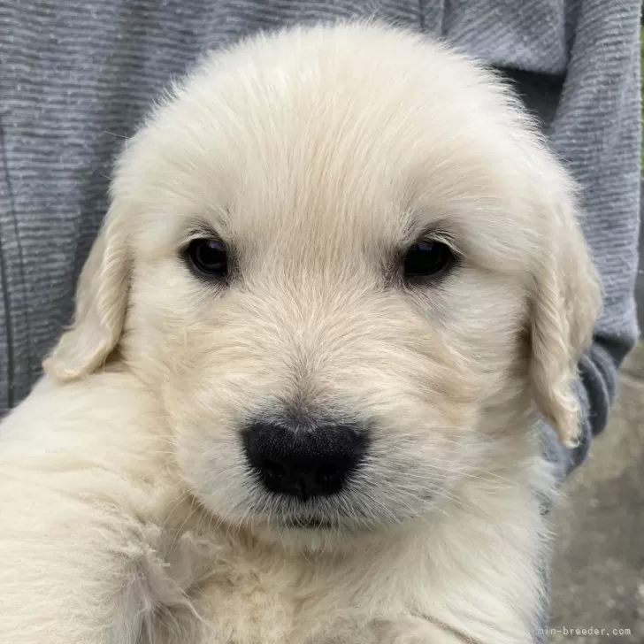 ID：2410-01816の子犬