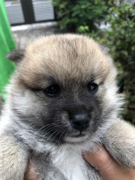 ミックス ポメラニアン 豆柴 福島県 女の子 21年9月1日 オレンジ 赤 少しヤンチャな長女です みんなのブリーダー 子犬id 2110 ミックス ポメラニアン 豆柴 福島県 女の子 21年9月1日 オレンジ 赤 少しヤンチャな長女です みんなのブリーダー 子犬id 2110