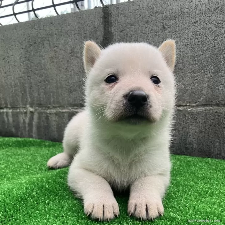 ID：2409-00745の子犬