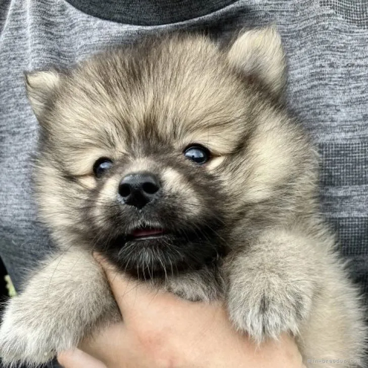 ちゃん 様のお迎えした子犬