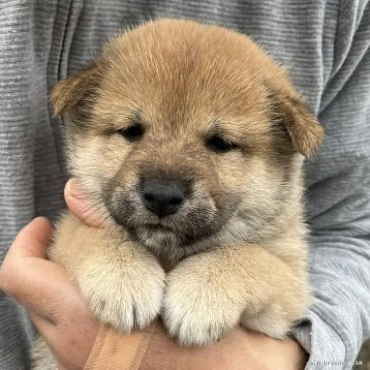 ID:2210-02916の子犬