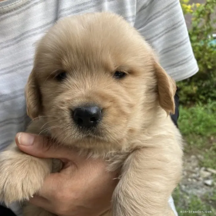 ID:2308-00448の子犬