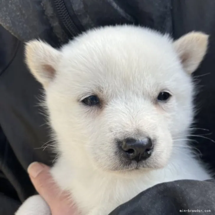 ID:2302-01691の子犬