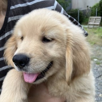 ゴールデンレトリバー【福島県・男の子・2023年7月9日・ゴールド】の写真「人懐こい男の子です。
是非見学にお越しください」