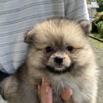 ミックス(日本スピッツ×ポメラニアン)【福島県・女の子・2024年4月18日・オレンジ】の写真「毛がフサフサですが
体重は軽いです　2.5キロ」
