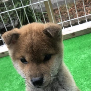 柴犬(標準サイズ)【福島県・男の子・2021年11月4日・赤】の写真「赤柴の男の子です。」