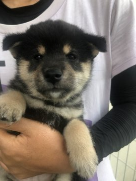 柴犬(豆柴)【福島県・男の子・2021年6月15日・黒色】の写真「黒豆柴の男の子です。本物の豆柴血統書が付きます。」
