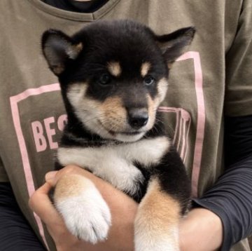 柴犬(豆柴)【福島県・女の子・2023年7月29日・黒】の写真「黒豆の女の子です。」
