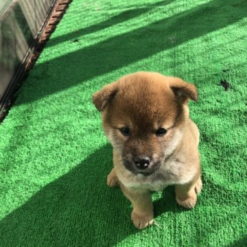 柴犬(標準サイズ)【福島県・女の子・2021年11月6日・赤色】の写真「元気な赤柴の仔犬ですよ。」
