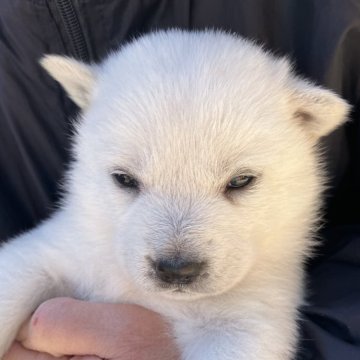 北海道犬【福島県・男の子・2024年1月9日・白】の写真「全身　真っ白な男の子です。」