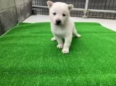 北海道犬【福島県・男の子・2024年8月7日・白】の写真2「元気です。」