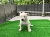 北海道犬【福島県・男の子・2024年8月7日・白】の写真4