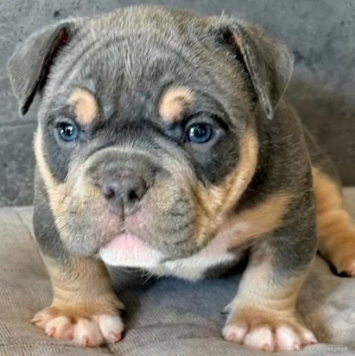 ID:2503-06629の子犬