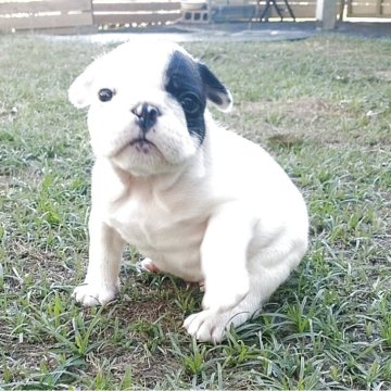 フレンチブルドッグ【沖縄県・男の子・2025年5月24日・パイド】の写真「愛嬌たっぷり、とても元気な男の子★」