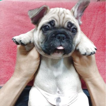 フレンチブルドッグ【沖縄県・男の子・2025年5月22日・フォーン】の写真「肉感たっぷりの可愛い男の子★」