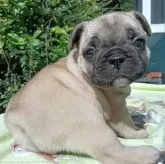 フレンチブルドッグ