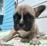 フレンチブルドッグ【沖縄県・男の子・2025年9月21日・フォーン】の写真1