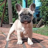 フレンチブルドッグ