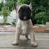 フレンチブルドッグ【沖縄県・男の子・2025年9月21日・フォーン】の写真2