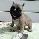 フレンチブルドッグ【沖縄県・男の子・2025年9月21日・フォーン】の写真6