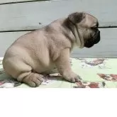 フレンチブルドッグ【沖縄県・男の子・2025年9月21日・フォーン】の写真3