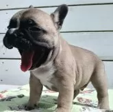 フレンチブルドッグ【沖縄県・男の子・2025年9月21日・フォーン】の写真7