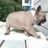 フレンチブルドッグ【沖縄県・男の子・2025年9月21日・フォーン】の写真8