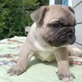 フレンチブルドッグ【沖縄県・男の子・2025年9月21日・フォーン】の写真6