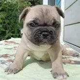 フレンチブルドッグ【沖縄県・男の子・2025年9月21日・フォーン】の写真7