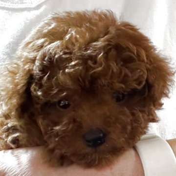 タイニープードル【埼玉県・男の子・2025年7月9日・レッド】の写真「片手に収まるくらい小さい子です！」