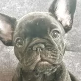 フレンチブルドッグ