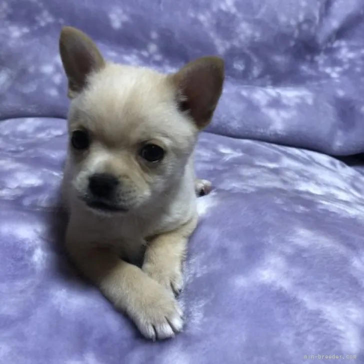 ID:2301-03364の子犬