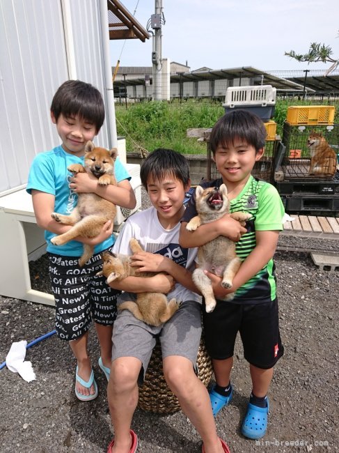 廣岡　龍己(ひろおか　たつみ)ブリーダー(大分県・柴犬・日本犬保存会登録)の紹介写真10