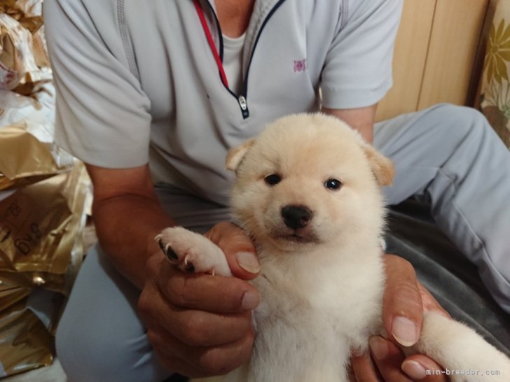 廣岡　龍己(ひろおか　たつみ)ブリーダー(大分県・柴犬・日本犬保存会登録)の紹介写真4