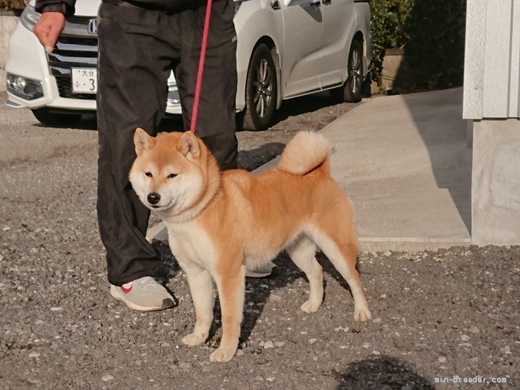 103種310匹の犬を写真で紹介、『見るだけで癒される 愛らし