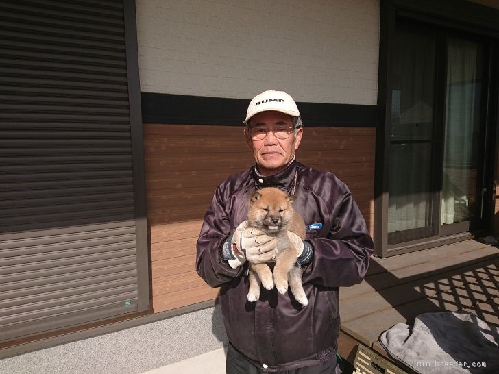 廣岡　龍己(ひろおか　たつみ)ブリーダー(大分県・柴犬・日本犬保存会登録)の紹介写真2