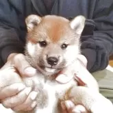 柴犬(標準サイズ)