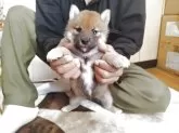 柴犬(標準サイズ)【大分県・男の子・2025年8月10日・赤】の写真2