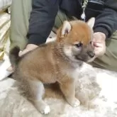 柴犬(標準サイズ)【大分県・男の子・2025年8月10日・赤】の写真3