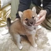 柴犬(標準サイズ)【大分県・男の子・2025年8月10日・赤】の写真4