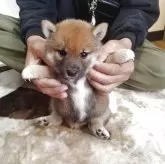 柴犬(標準サイズ)【大分県・男の子・2025年8月10日・赤】の写真6